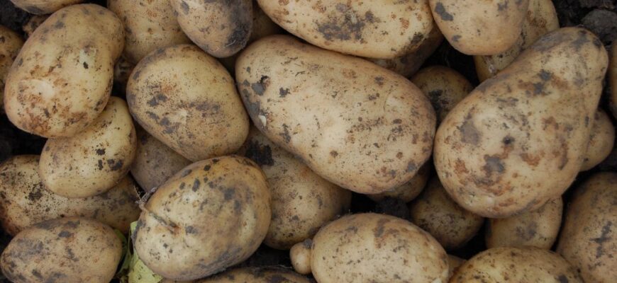 Із ранніх сортів картоплі на Київщині висаджую тільки 1: бульби рівні та великі як на підбір