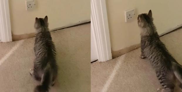 Повідомив про серйозну небезпеку: Дивна “гра” кота біля розетки обернулася неприємним відкриттям для господині (відео)