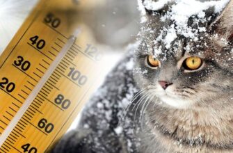 Прогноз погоди: де в Україні на вихідних буде сніг, а в яких регіонах збережеться тепло