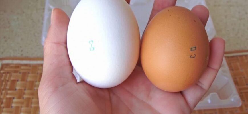 Кума працює на птахофабриці і ніколи не купує собі “відбірні” яйця категорії С0: послухала чому – я в ауті Кума працює на птахофабриці і ніколи не купує собі “відбірні” яйця категорії С0: послухала чому – я в ауті