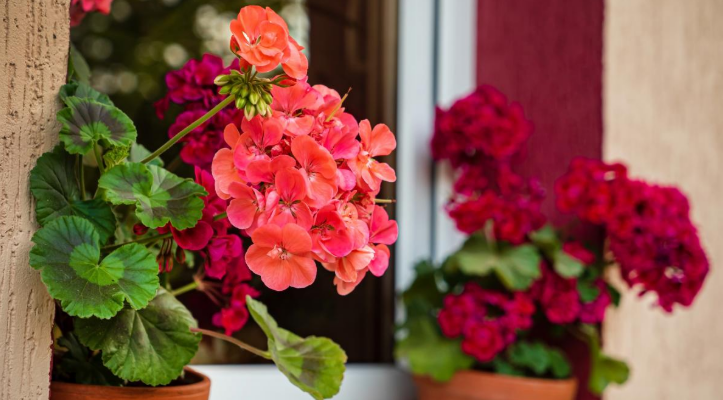 🌸 Що не любить герань: 7 помилок, через які вона перестає цвісти 🌸 Що не любить герань: 7 помилок, через які вона перестає цвісти