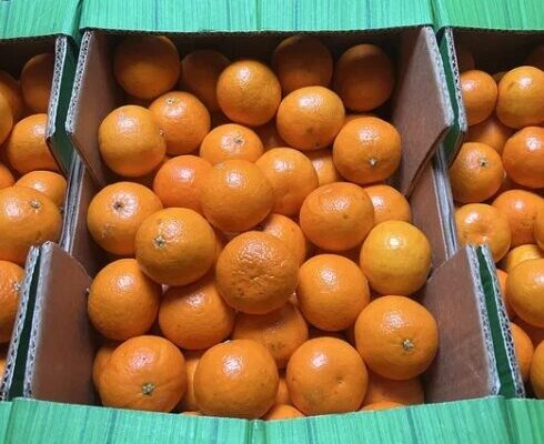 Перед Новим роком не купуйте мандарини, поки не звернете увагу на одну ознаку Перед Новим роком не купуйте мандарини, поки не звернете увагу на одну ознаку