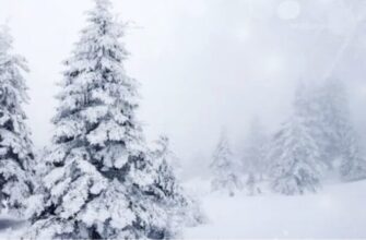 Сніг та морози? Синоптики розповілu, якою буде погода в Україні на Новий рік.