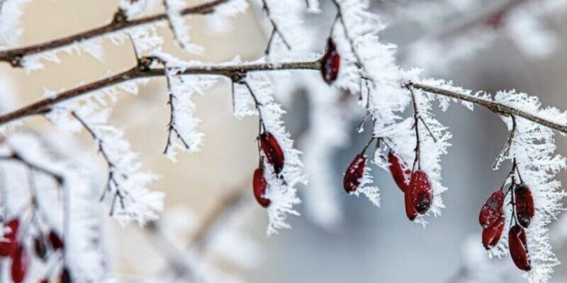 Холод з Арктики йде до України: синоптик розказав, коли вдарять морози (карта) Холод з Арктики йде до України: синоптик розказав, коли вдарять морози (карта)