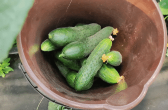 Зі 100 гібридів обрала 3 найкращих: сорти огірків на 2026 – не гірчать і дають урожай у затінку