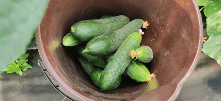 Зі 100 гібридів обрала 3 найкращих: сорти огірків на 2026 – не гірчать і дають урожай у затінку