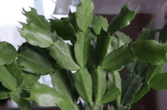 Декабрист цвіте дуже пишно і довго, якщо підсипати трохи цього порошку – працює на 100%