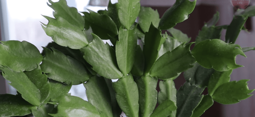 Декабрист цвіте дуже пишно і довго, якщо підсипати трохи цього порошку – працює на 100%