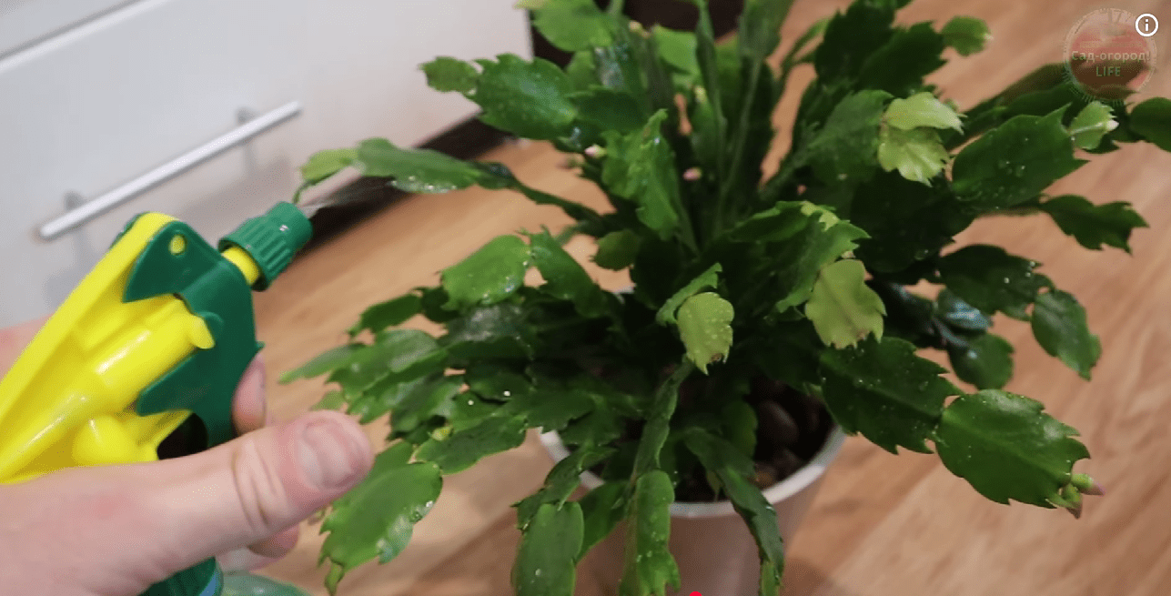 Господині назвали найкраще добриво для бурхливого цвітіння декабриста