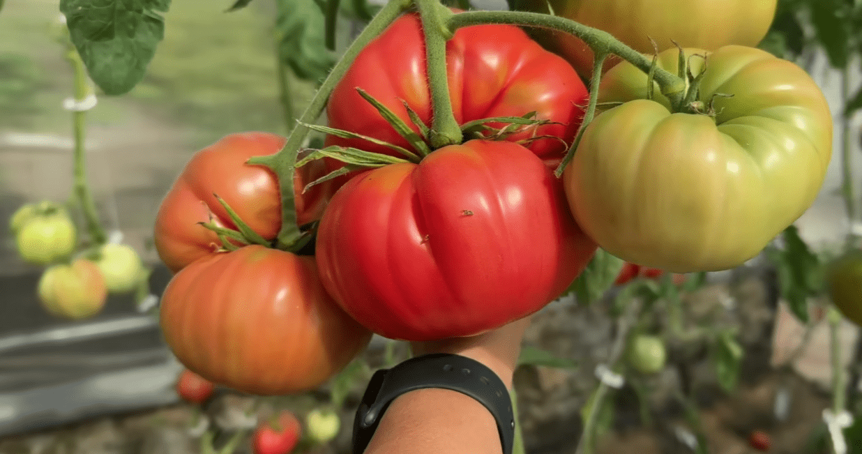 Городники назвали стійкий до посухи сорт помідорів