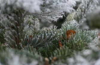 Україну після Різдва накриють атмосферні фронти: у яких областях снігу буде найбільше