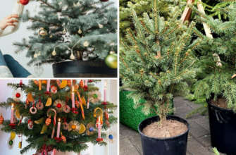 Кілька років ялинки у горщику не приживалися: тепер знаю 3 секрети як обрати “правильне” різдвяне деревце