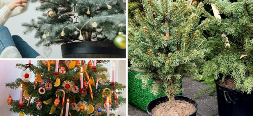 Кілька років ялинки у горщику не приживалися: тепер знаю 3 секрети як обрати “правильне” різдвяне деревце