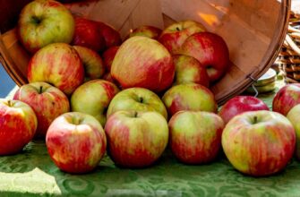 Обираю лише пізні сорти – лежать місяцями: 3 умови зберігання яблук довгий час