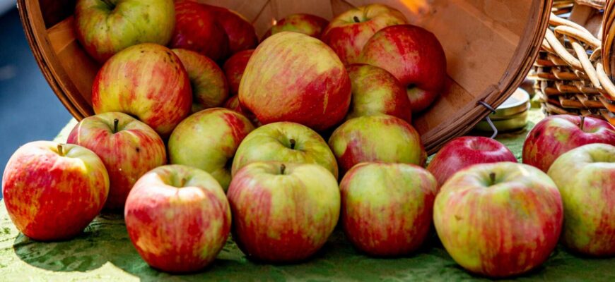 Обираю лише пізні сорти – лежать місяцями: 3 умови зберігання яблук довгий час