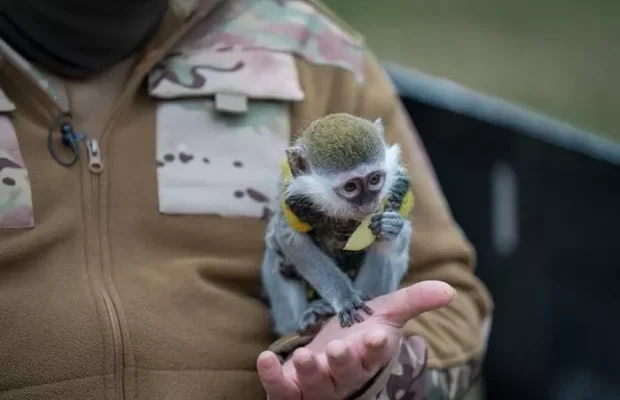 “Зіна – мій антистрес і талісман”: Військовому допомагає воювати екзотична тваринка (фото, відео)