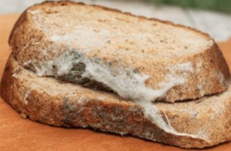 Пліснява на хлібі – це не та, що на сирі: 1 ознака, коли продукт треба викинути, а коли – можна їсти