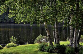 Давній український оберіг: яке дерево посадити біля дому, щоб у родині панував добробут?