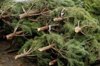 Ялинка з лісу чи з базару: Різниця може бути в кілька років тюрми