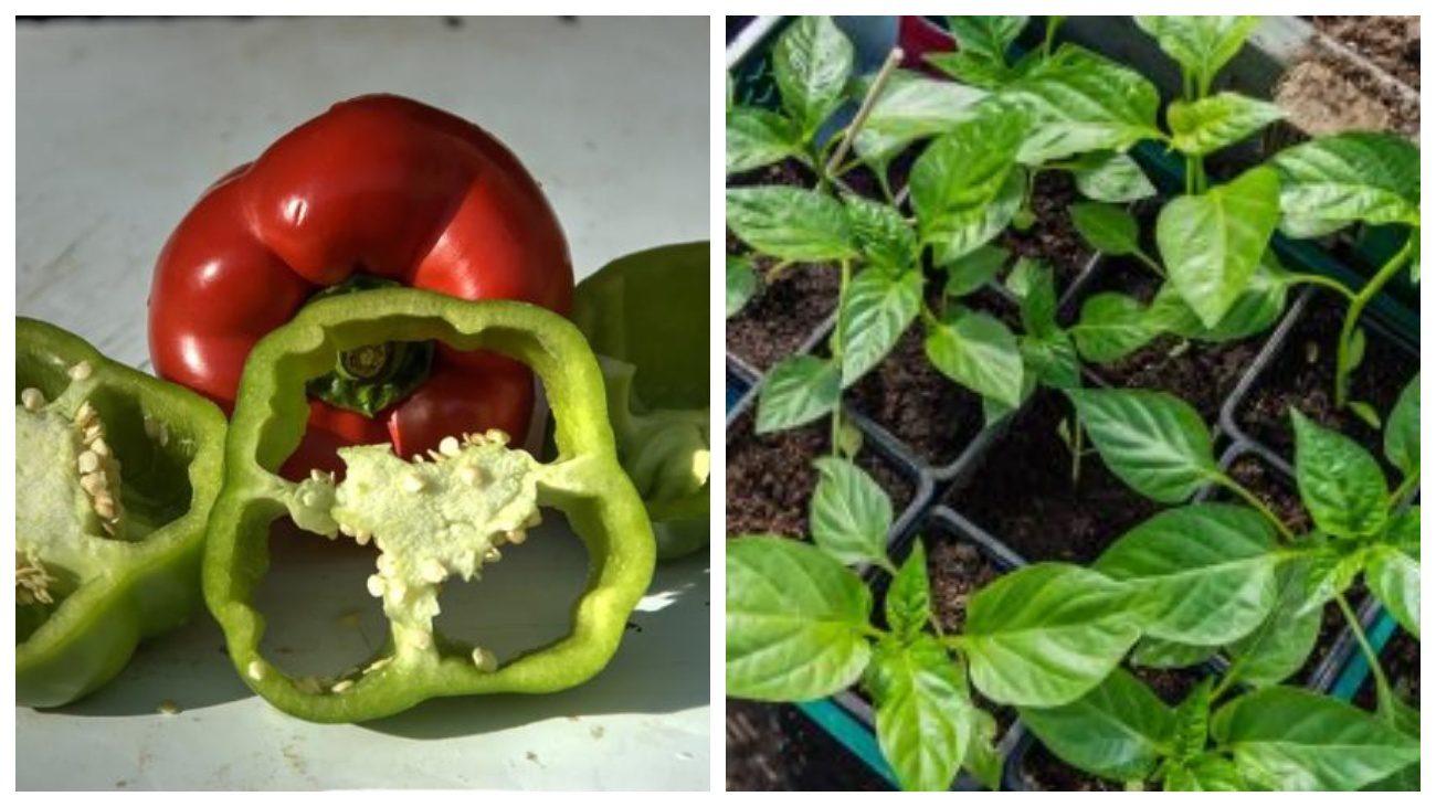 Городники назвали врожайний сорт перцю на сезон 2026