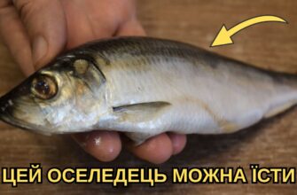 Продавці на ринку нервують, коли я так роблю: 1 погляд сюди – і одразу бачу, чи оселедець придатний