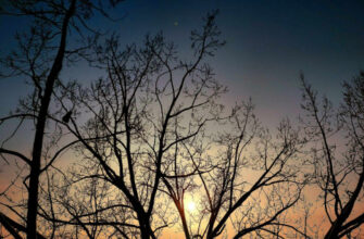 "Морози домінуватимуть найближчим часом". Наталка Діденко розповіла, якою завтра буде погода