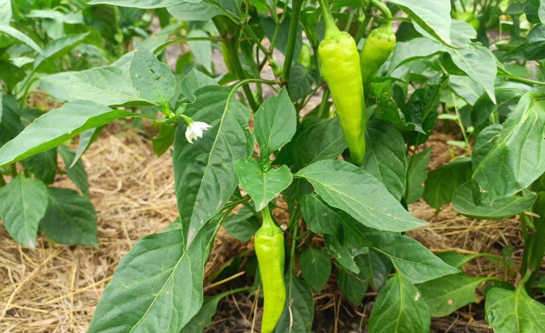 Агрономи розповіли, як збільшити врожай болгарського перцю