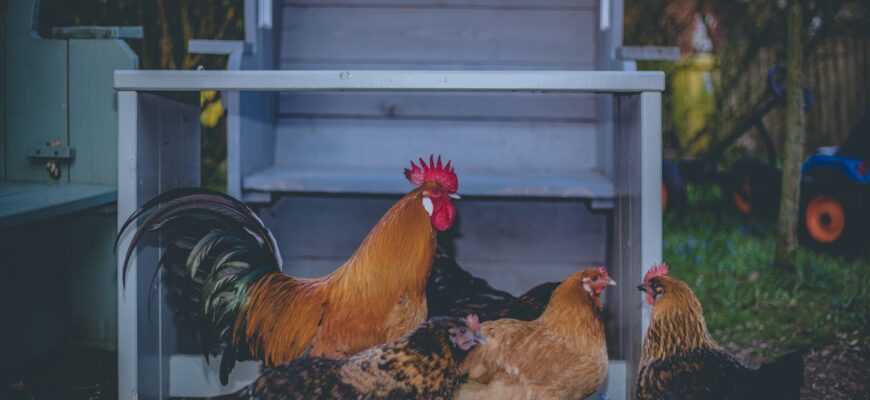 Нарешті розібралась і більше не помиляюсь: чи варто давати картоплю курям і ось що роблю з зеленою бульбою Нарешті розібралась і більше не помиляюсь: чи варто давати картоплю курям і ось що роблю з зеленою бульбою