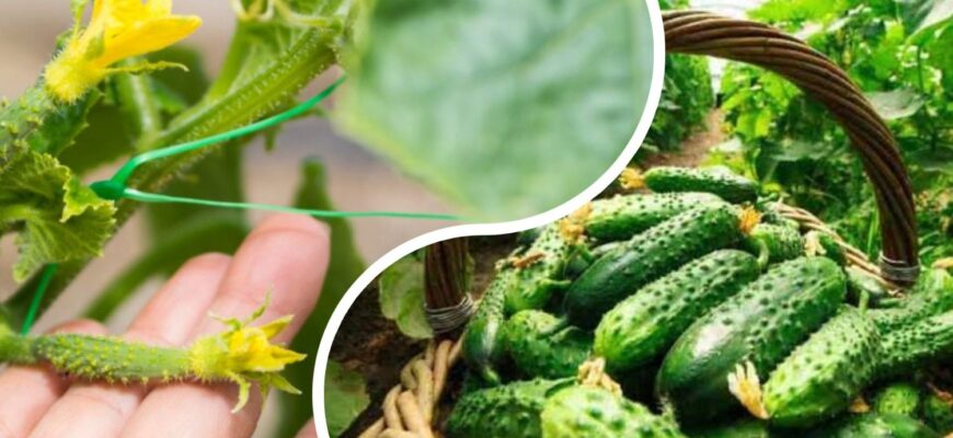 Мої огірки виглядають “лисими” знизу, а плодоносять краще: 1 несподіваний секрет, який я більше не приховую Мої огірки виглядають “лисими” знизу, а плодоносять краще: 1 несподіваний секрет, який я більше не приховую