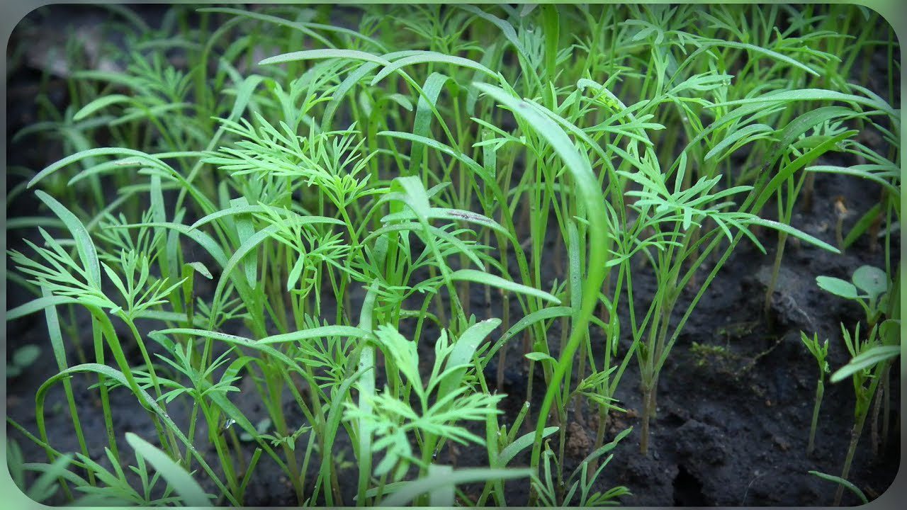 Городники розповіли, як вирощувати кріп взимку, щоб не жовтів