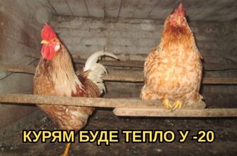 Кладу по 1 шару – і в курнику тепло так, наче опалення на максимумі: курочки несуть яйця лотками
