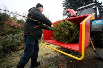 Ялинку на смітник ніколи не відправляю: використовую 3 хитрі способи утилізації – корисні та екологічні