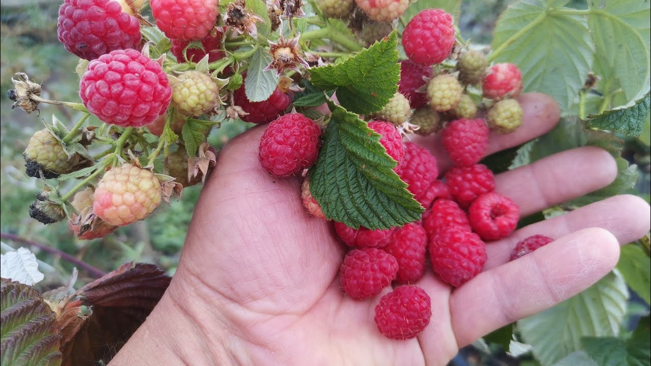 Господині розповіли, як і чим підживлювати малину навесні