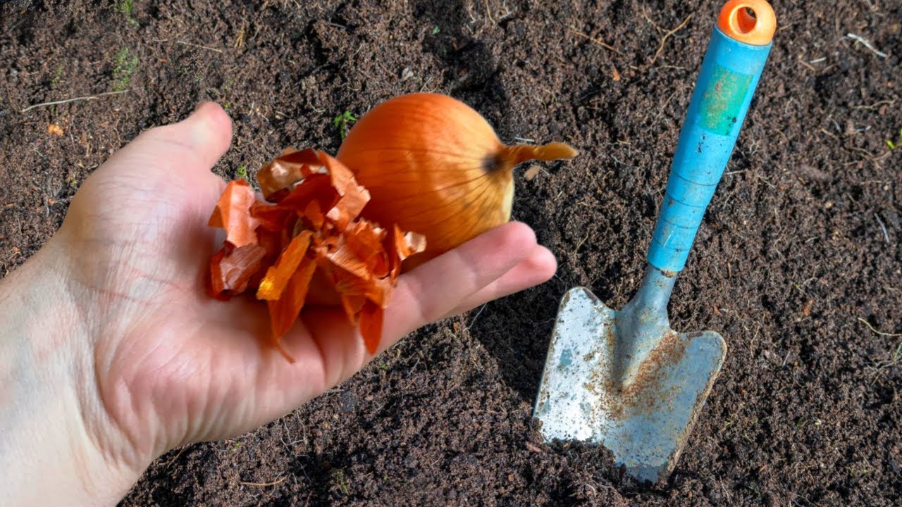 Городники розповіли, як використати цибулеве лушпиння на городі Городники розповіли, як використати цибулеве лушпиння на городі
