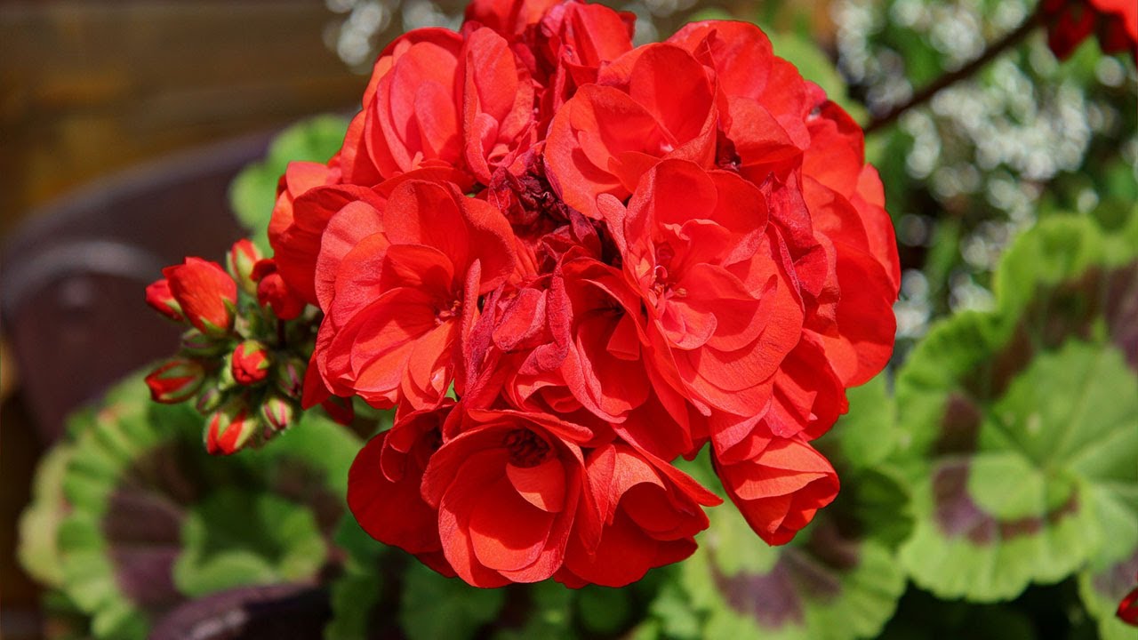 Квітникарі розповіли, як правильно приготувати дріжджове підживлення для квітів