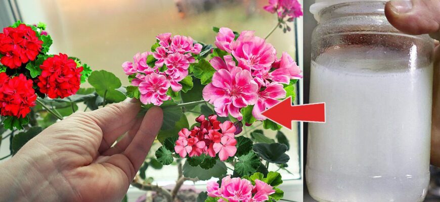 Для власників фіалок і герані: звичні добрива у січні не діють – допоможе дріжджова підкормка, але є 1 нюанс