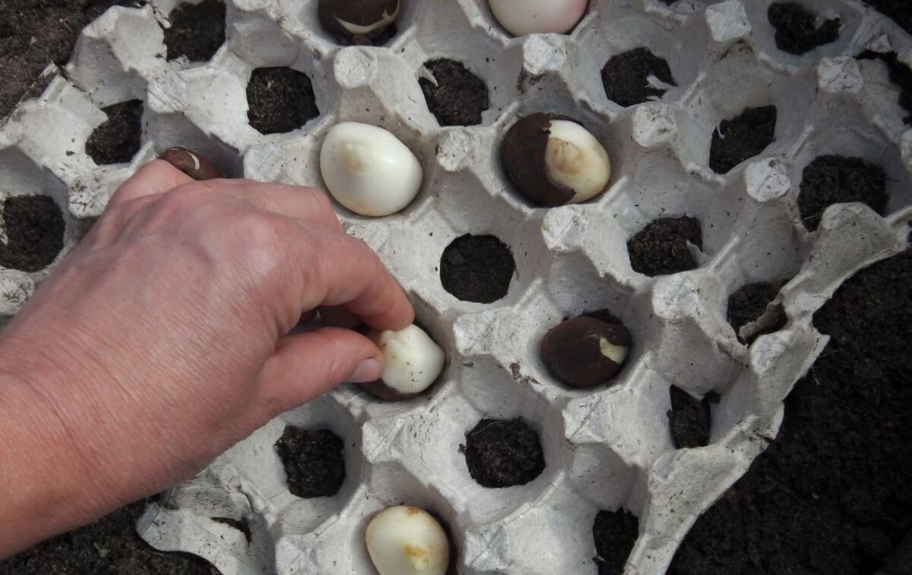 Городники розповіли, як можна використати лотки від яєць на дачі. Фото: скриншот з відео Городники розповіли, як можна використати лотки від яєць на дачі. Фото: скриншот з відео