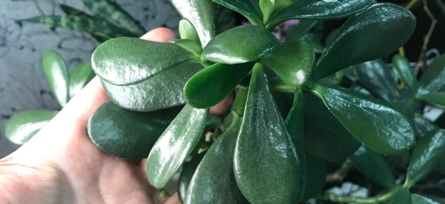 Грошове дерево скинуло листя – виявилося, воно показує фінансові проблеми: бабуся казала, що це не випадково