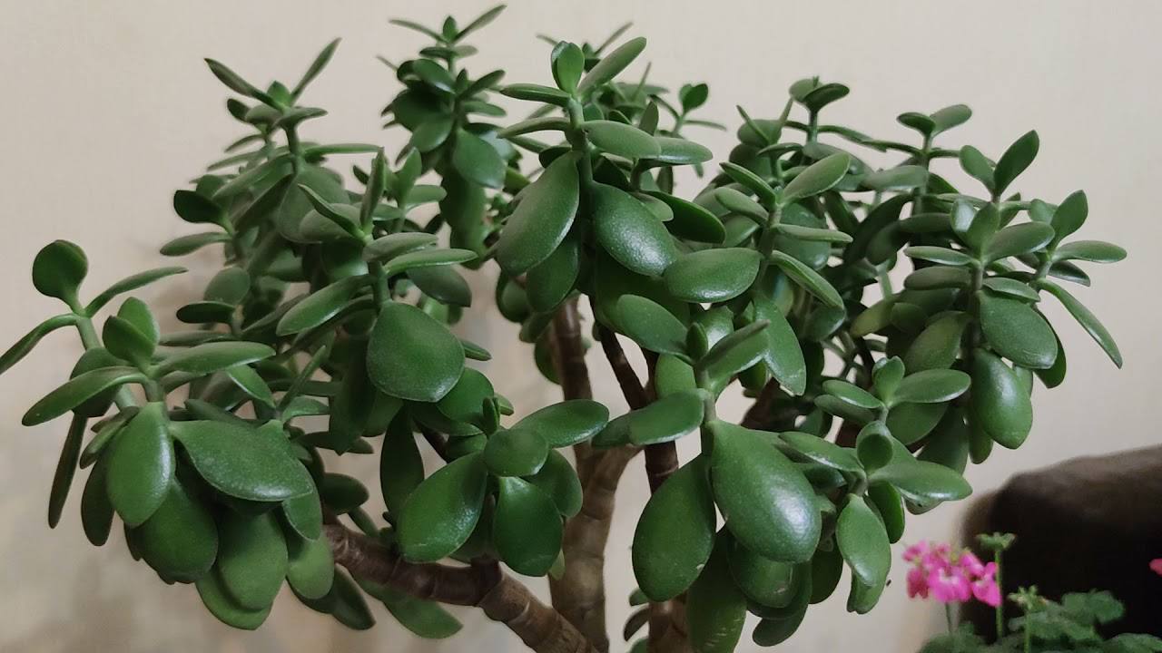 Господині розповіли про користь товстянки у домі