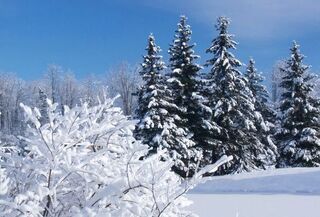 Сніг і мороз до -14: Якою буде погода в Україні 23 січня