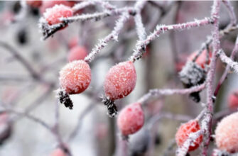 Аномальні морози повернулись: де температура впаде до -25 вже найближчої ночі