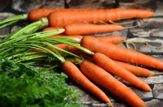 🌱 Що посадити після моркви: 2 ідеальні варіанти розсади, які дадуть рекордний врожай