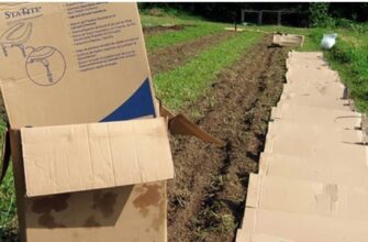 Старі коробки з-під взуття бережу як зіницю ока – використовую макулатуру на городі: 5 трюків для врожаїв