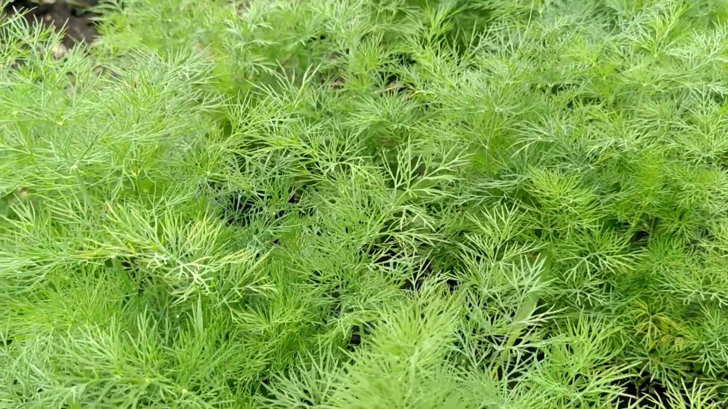 Городники розповіли, як виростити ароматний кріп на підвіконні