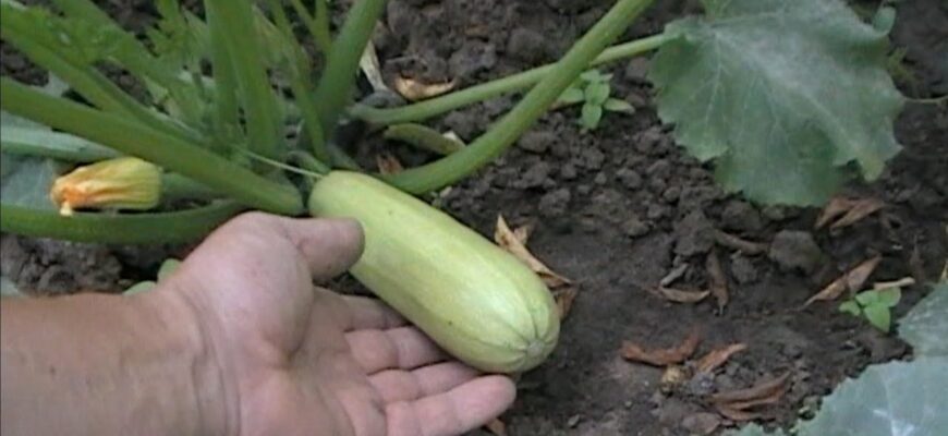 До 30 кг з куща, і плодоносять вони в холод та спеку до самого снігу: обираю ці 2 сорти кабачків До 30 кг з куща, і плодоносять вони в холод та спеку до самого снігу: обираю ці 2 сорти кабачків