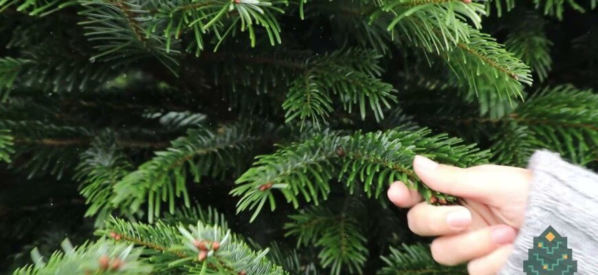 Цей сорт ялинки перевершує всі інші – стоятиме до Водохреща, не втрачаючи жодної голочки Цей сорт ялинки перевершує всі інші – стоятиме до Водохреща, не втрачаючи жодної голочки