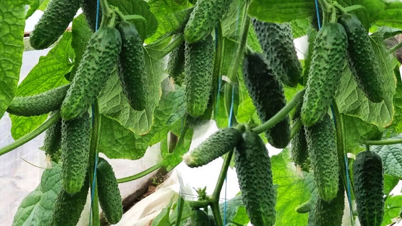 Городники назвали гібрид смачного та хрумкого огірка