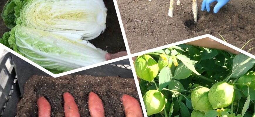 Ці овочі на грядці “як кішка з собакою”: не садіть їх поруч, бо зберете 0 відер врожаю в 2026 році Ці овочі на грядці “як кішка з собакою”: не садіть їх поруч, бо зберете 0 відер врожаю в 2026 році