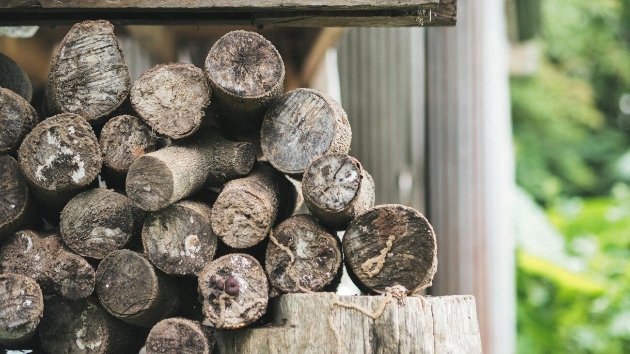 Господарі розповіли, як заточити пилу для розпилювання дерева за 10 хвилин. Фото: скриншот з відео