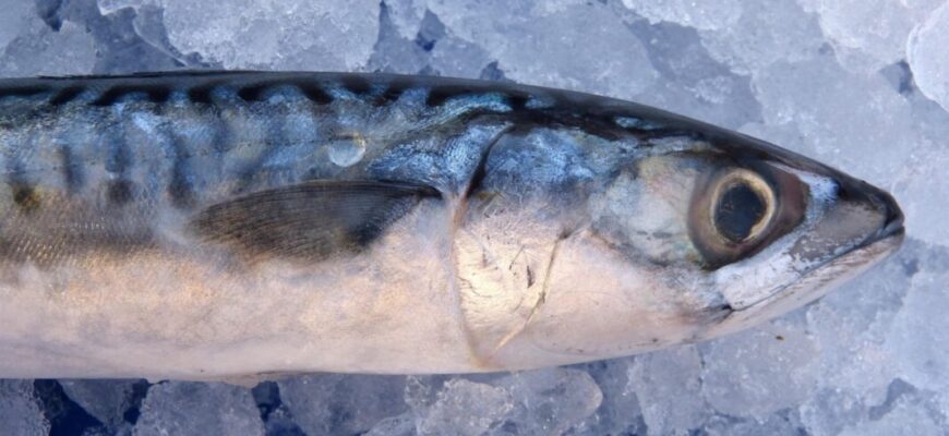 1 спосіб приготування – і скумбрія стає сухою та “порожньою”: пояснення, як не зіпсувати страву